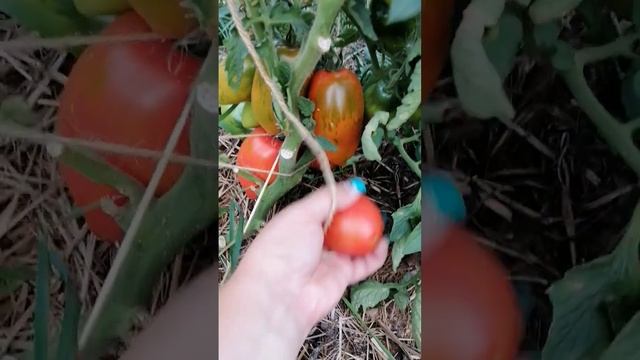 СОРТ ТОМАТА СИБИРСКАЯ ТРОЙКА // ВАЦАП ДЛЯ ЗАКАЗА КАТАЛОГА 89152458159 ПИСЬМЕННО смотреть онлайн