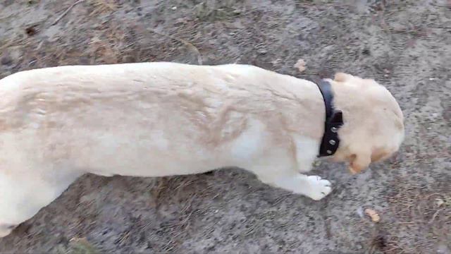 Лабрадор покоритель сердец смотреть онлайн