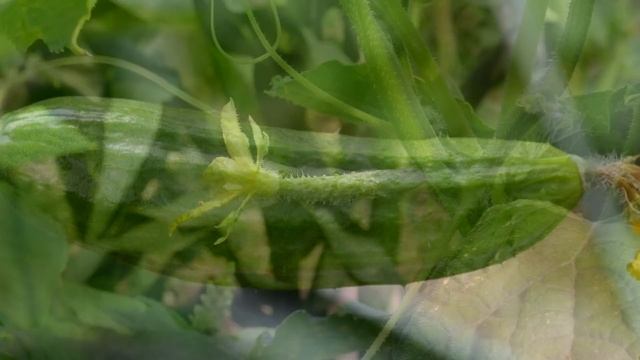 БОМБА А НЕ ПОДКОРМКА, ОГУРЦЫ ПРУТ УРОЖАЕМ, ПРОСТО ПОЛЕЙТЕ ЭТИМ ОГУРЦЫ В ОТКРЫТОМ ГРУНТЕ ИЛИ ТЕПЛИЦЕ смотреть онлайн