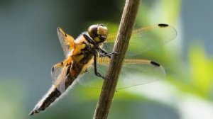 Загадки Насекомые 🐜 Для детей 🐝 Учим насекомых 🐞 Насекомые мультик 🐛 Развивающие мультики