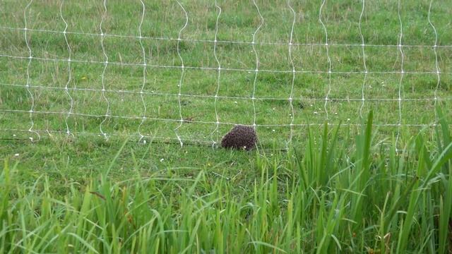 Hedghog (Erinaceus europaeus) stuck on an electric fence смотреть онлайн