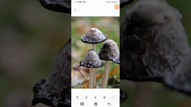 поганки смотреть онлайн