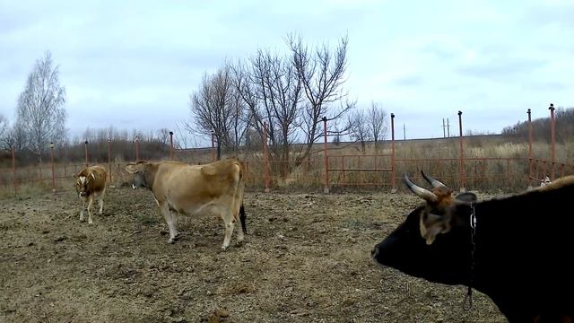 Телка..? Нетель..? Корова..? Кого приобрести в хозяйство... смотреть онлайн