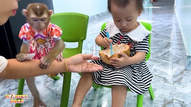 Monkey Kaka and Diem cooperate to find a way to eat coconuts смотреть онлайн