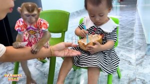 Monkey Kaka and Diem cooperate to find a way to eat coconuts