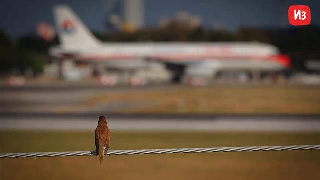 В США самолет совершил вынужденную посадку из за любопытной птицы