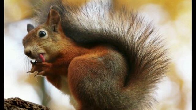 Терапевтическая сказка о белочке Анфиске (4-8 лет) смотреть онлайн