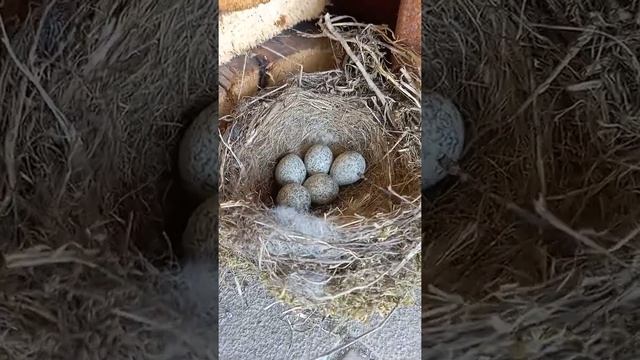 гнездо птицы трясогузки смотреть онлайн