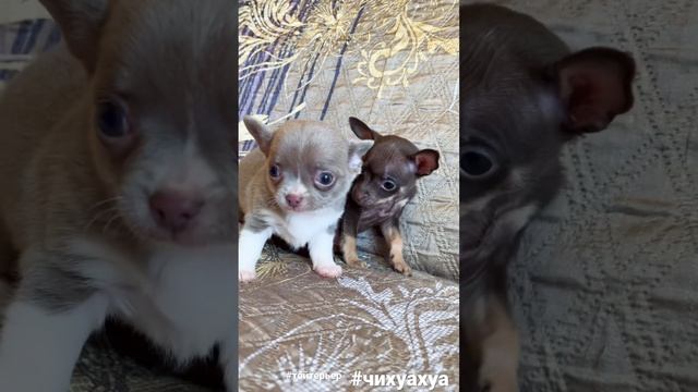 Чихуахуа и тойтерьер целуются! #тойтерьер #чихуахуа смотреть онлайн
