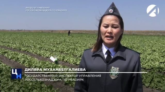 Сотрудники Россельхознадзора выявляют сельхозвредителей с помощью феромоновых ловушек смотреть онлайн