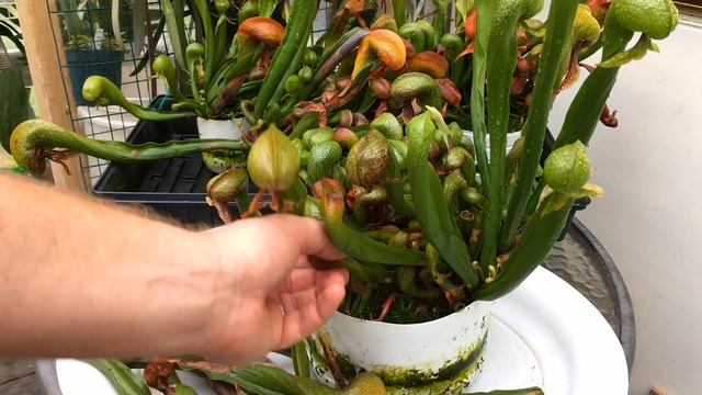 TEMPERATE CARNIVOROUS PLANTS DARLINGTONIA CALIFORNICA / COBRA LILY CARE: GETTING READY FOR WINTER смотреть онлайн