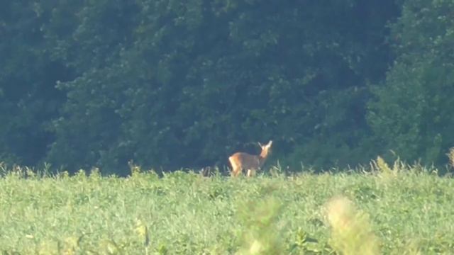 9 августа 2020г  косуля   самка