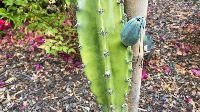 CROSS POLLINATION SUCCESS !!!! ( SELENICEREUS VARIETIES ) смотреть онлайн