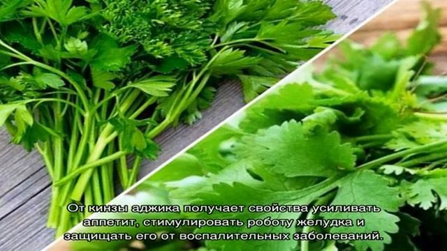Делаем грузинскую зеленую аджику из кинзы и петрушки смотреть онлайн