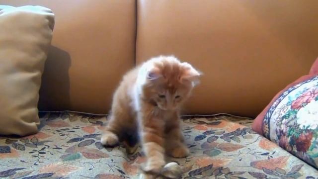 За что собаки так не любят кошек? смотреть онлайн