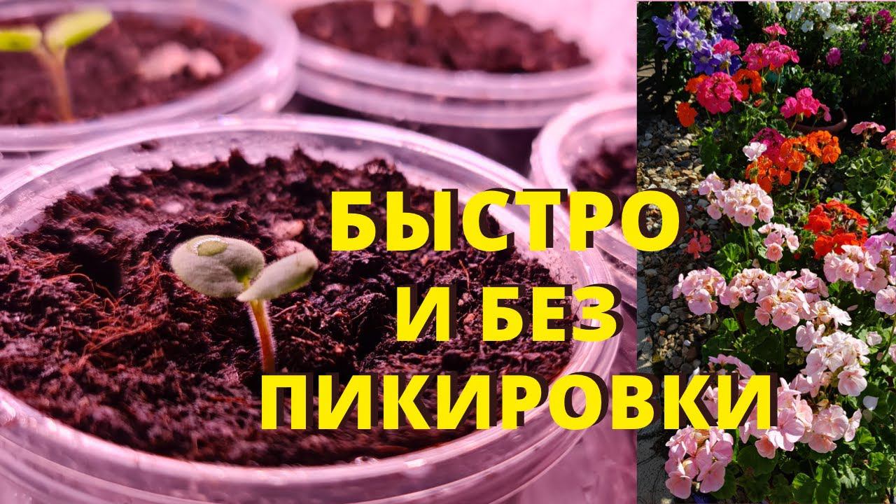 ХВАТИТ ТРАТИТЬ ВРЕМЯ! Посейте ПЕЛАРГОНИЮ ТАК и РОСТКИ появятся НА ВТОРОЙ ДЕНЬ! смотреть онлайн