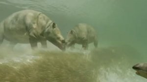 Меритерий ( Прогулки с чудовищами )