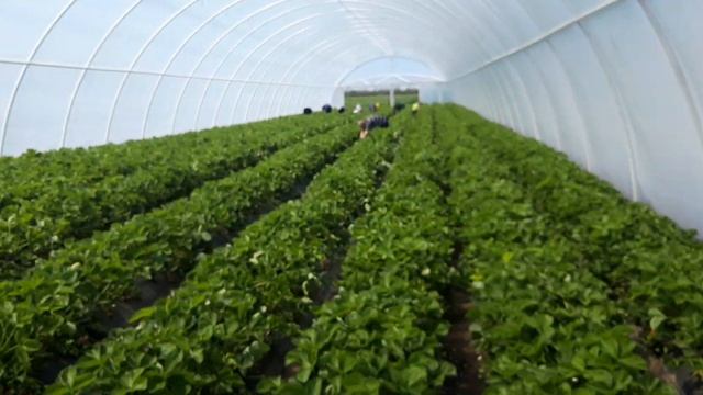 Вторая выборка клубники 6 мая 2021 г. смотреть онлайн