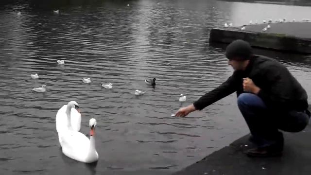 Калининград 27.12.2015 лебеди смотреть онлайн