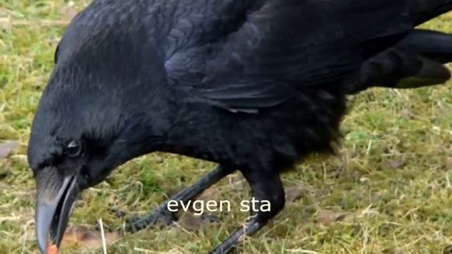 ПОСАДКА КАПУСТЫ В ГРУНТ смотреть онлайн