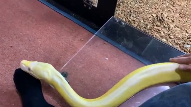 Examples of a Reticulated Python using our feet as a pillow смотреть онлайн