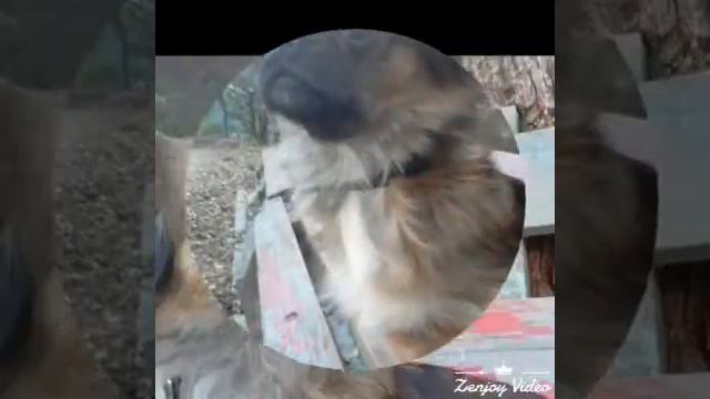 Все фотографии моей собаки смотреть онлайн