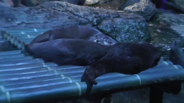 Океанариум в Бангкоке Sea Life Ocean World смотреть онлайн