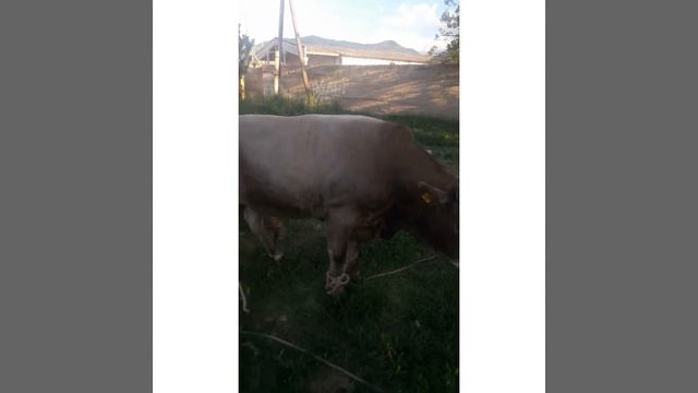 Бычок 1 год 3 месяца смотреть онлайн