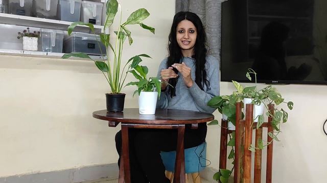 All About Peace Lily / पीस लिली के बारे में सारी आवश्यक जानकारी смотреть онлайн