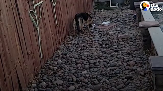 Woman Goes To Desert Every Day To Try To Rescue A German Shepherd | The Dodo Faith = Restored смотреть онлайн