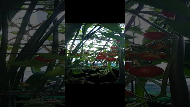 помидоры на балконе зимой