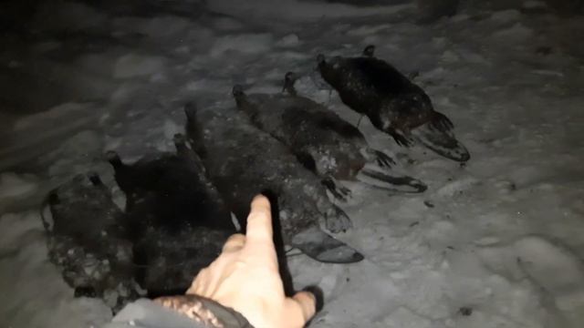Охота на бобра декабрь 2020 Охотимся как в Заповеднике! смотреть онлайн