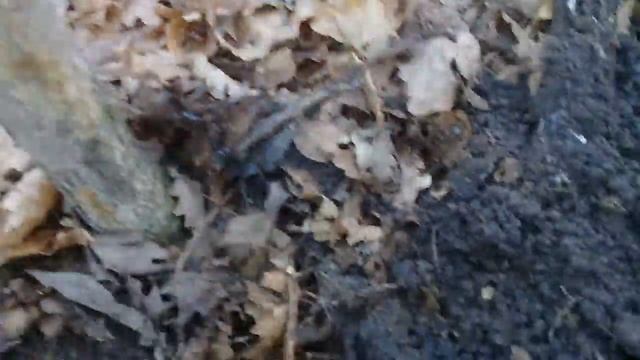 Лесной коп!Куча Советов!Интересная петличка! Коп в лесу! смотреть онлайн