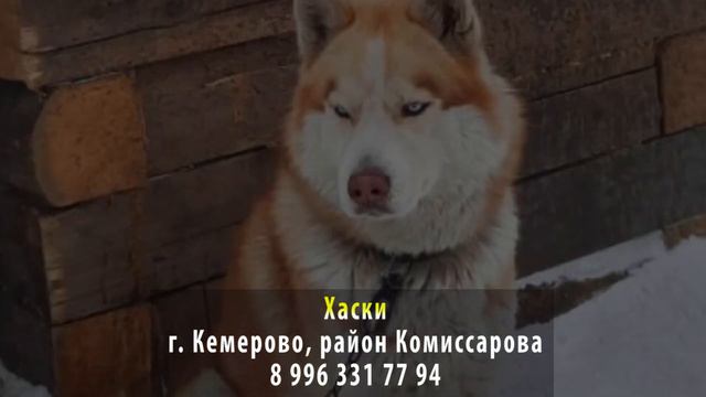 Пропала собака! Хаски. г. Кемерово, район Комиссарова смотреть онлайн