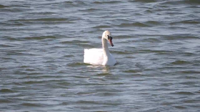 DSCN0935  Белые лебеди