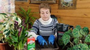 Чем подкормить Каллы: все секреты пересадки и ухода