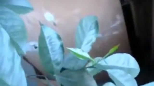 Опасность водопроводной воды для растений с канала Марк Тимофеев смотреть онлайн