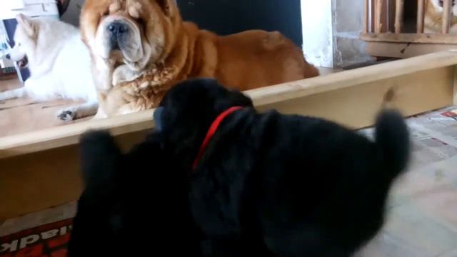 chow chow puppies Virta Valo FCI liter D2 19 days смотреть онлайн