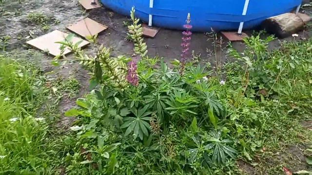 Опять был ливень/Неизвестный цветок/Муж ездил в город/Яма для машинки/Щи на обед. смотреть онлайн