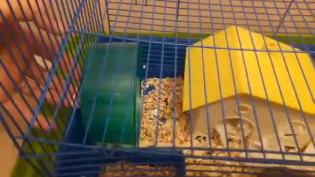 Жунгарские хомячки! смотреть онлайн