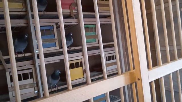 Relacja z parowania, stara samiczka linii Schellens - bazowe gołębie i nowości. смотреть онлайн