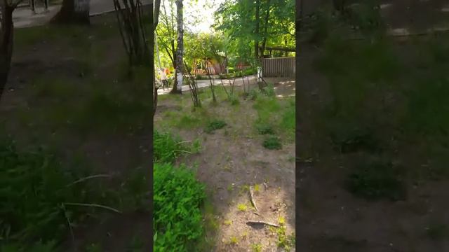 ~3 тонны корней,и удовольствие от проделанной работы:) смотреть онлайн