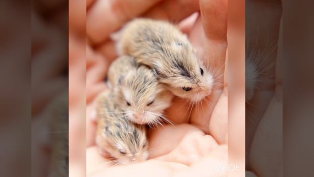 КРАСИВЫЕ КАРТИНКИ (ЧАСТЬ 1) FINIKOS