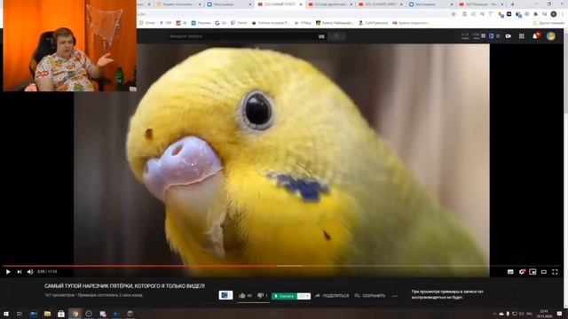 Пятерка раскрыл заговор попугаев и рассказывает почему он ненавидит птиц смотреть онлайн