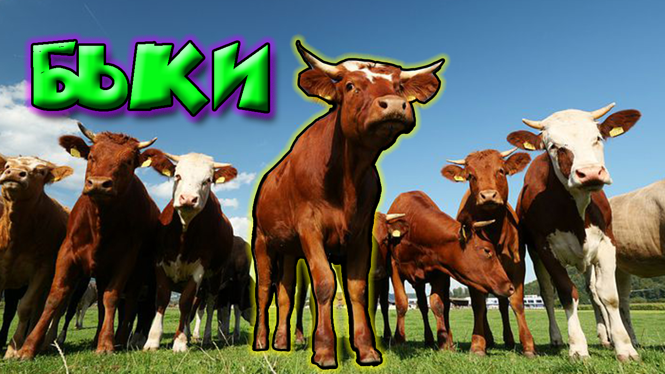 Быки / Разные виды. смотреть онлайн