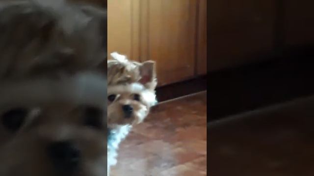 ограбили стиральную машинку🤯 смотреть онлайн