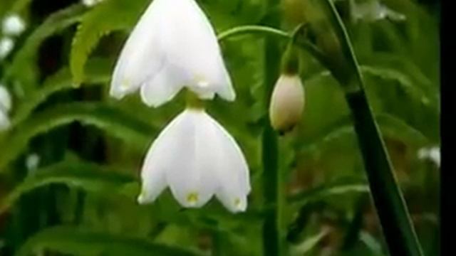 Эдита Пьеха. Пора подснежников.mpg смотреть онлайн