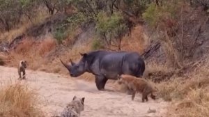 Гиена В Деле! 10 Безжалостных и Суровых Моментов Охоты ГИЕН.