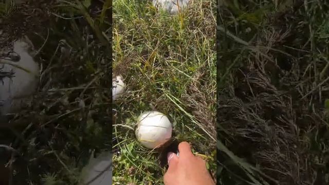 Шампиньон луговой смотреть онлайн