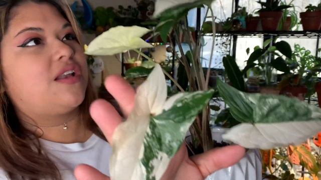 My Top 10 Favorite Houseplants Of 2020 + Vlogmas Day 5